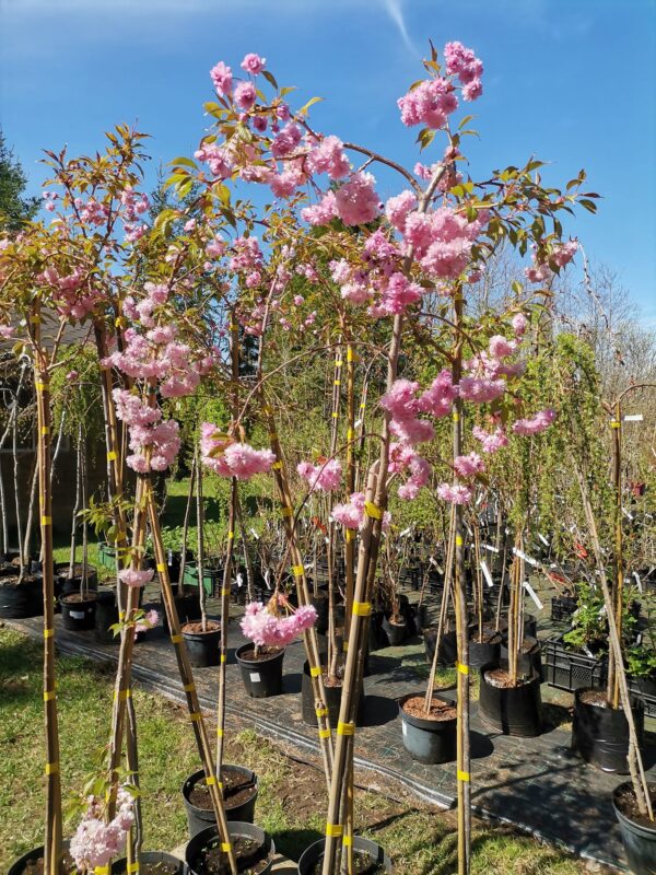 Jaapani kirsipuu 'Kiku-shidare-zakura' c8