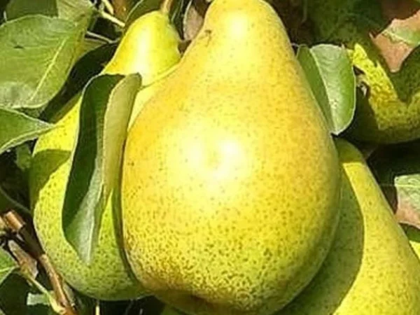 Pirnipuu 'Ingrid'