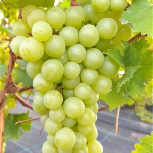 Viinamari 'Ciravas Agra'