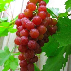 Viinamari 'Somerset seedless'