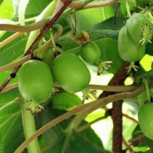 Teravahambaline aktiniidia 'Issai'