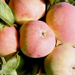 Sammasõunapuu ‘Ciepa’