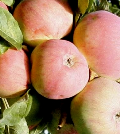 Sammasõunapuu ‘Ciepa’
