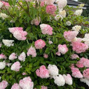 Tüvihortensia ’Sundae Fraise’